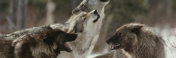 Wycie, Las, Wilki