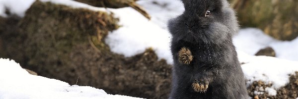 Zima, Śnieg, Króliczek