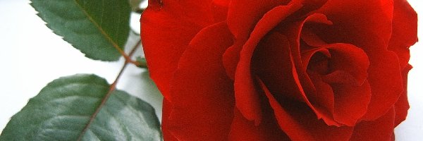 Listki, Róża, Czerwona
