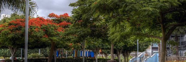 Kanaryjskie, Nature, Spain, Bench, Park, Wyspy, Aleja