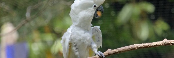 Kakadu, Papuga, Biała