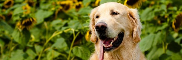 Słoneczniki, Jęzor, Golden Retriever