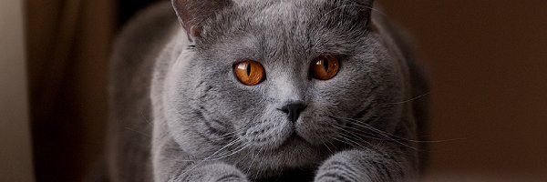 Kot, Kanapa, Pomarańczowe, Oczy