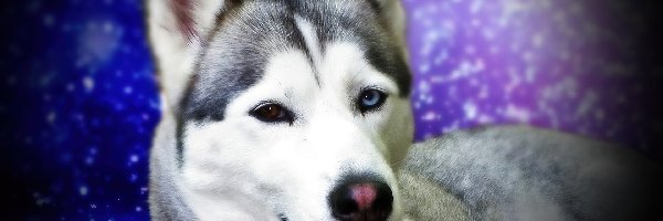 Siberian Husky