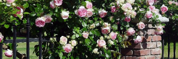 Ogrodzenie, Róże, Pnące, Park