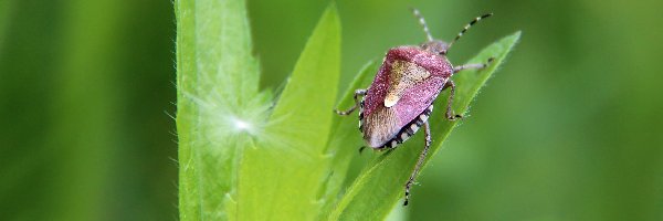 Liście, Pancerz, Robak