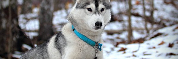 Husky, Obroża, Niebieska, Śnieg, Las