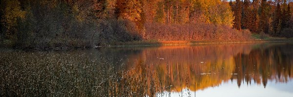 Jesień, Lasy, Jezioro