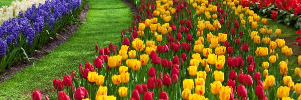 Lisse, Keukenhof, Park, Kwiatowy, Dywan