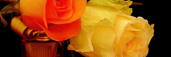 Żółta, Pomarańczowa, Róże