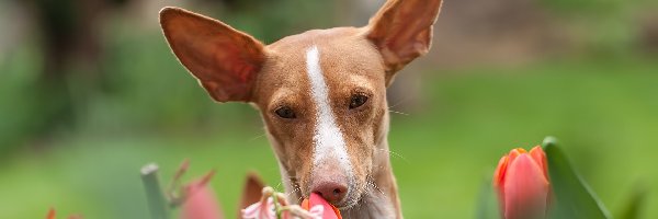 Rudy, Tulipany, Pies, Podenco z Ibizy