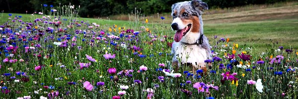 Owczarek australijski-australian shepherd, Łąka