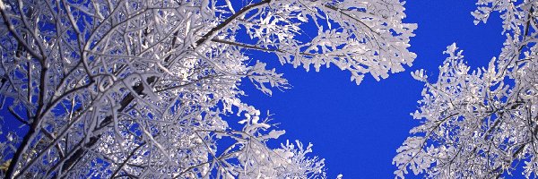 Drzewo, Śniegiem, Pokryte, Niebo, Błękitne