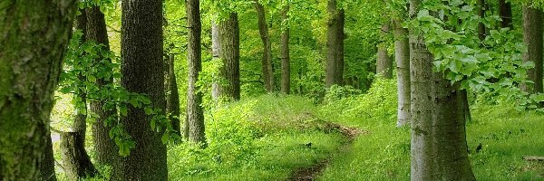 Las, Drzewa, Ścieżka, Wiosna, Krzewy