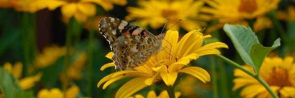 Polne, Motyl, Kwiaty, Żółte