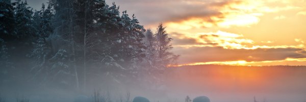 Słońca, Drzewa, Śnieg, Zachód