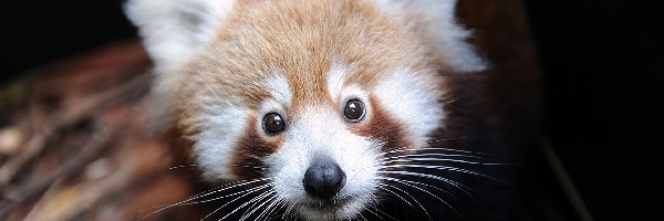 Głowa, Pandka ruda, Oczy, Panda