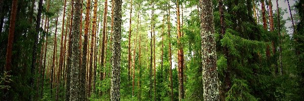 Iglasty, Las