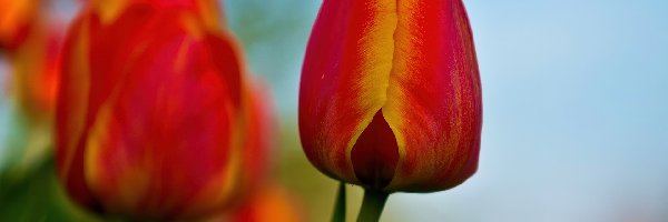 Tulipany, Żółte, Czerwono