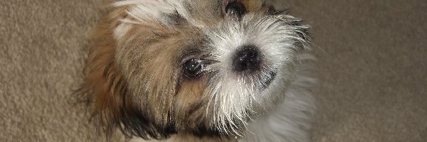 Shih Tzu, Mały