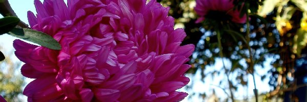 Ogród, Różowy, Aster