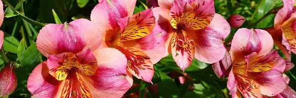 Alstroemeria, Kwiaty