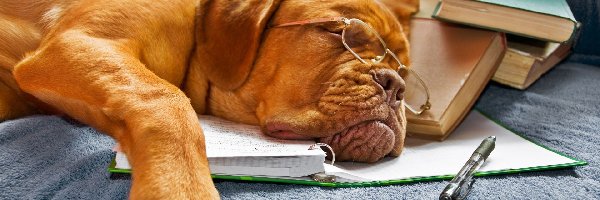 Dog de Bordeaux, Pies, Śpiący