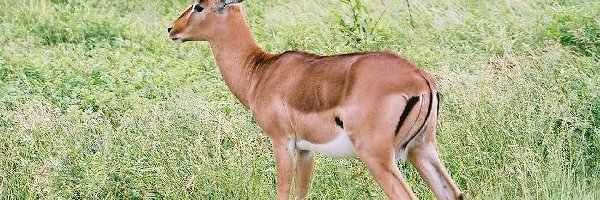 Impala