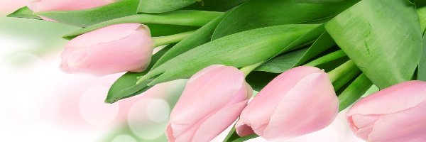 Tulipany, Różowe, Kwiaty