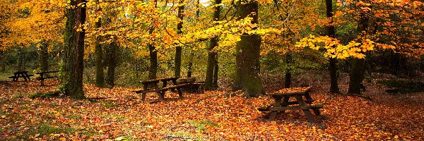 Park, Liście, Ławeczki, Jesień, Drzewa