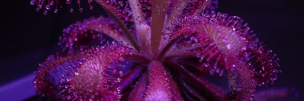 Drosera venusta