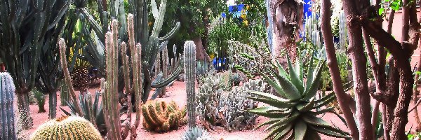 Kaktusy, Ogród, Egzotyczny