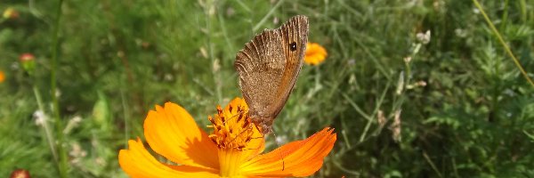 Motyl, Żerujący