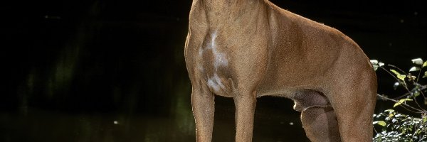 Rhodesian ridgeback, piękny