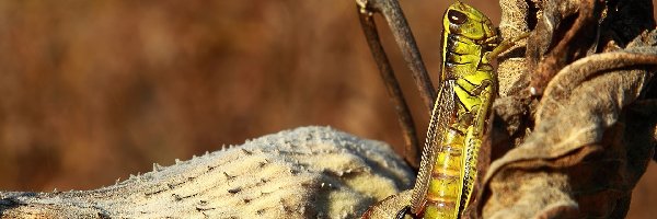 Czułki, Wędrowna, Szarańcza
