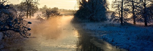 Rzeka, Mgła, Drzewa, Zima, Kaczki