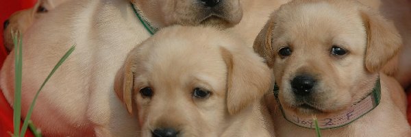 Labrador Retriever, Szczeniaczki, Trzy