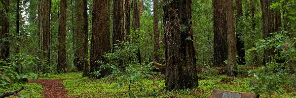 Kalifornia, Ławeczka, Park