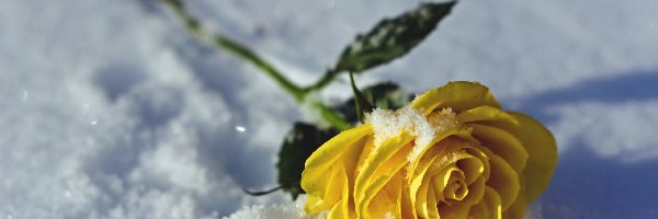 Żółta, Na, Róża, Zima, Śniegu