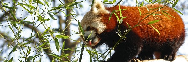 Panda, Pandka ruda, Gałązki, Czerwona