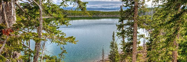 Stany Zjednoczone, Jeziora, Park Narodowy Yellowstone, Krajobraz, Lasy