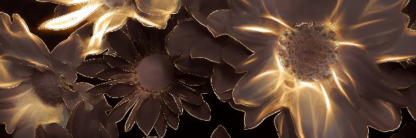 Fractalius, Margaretki
