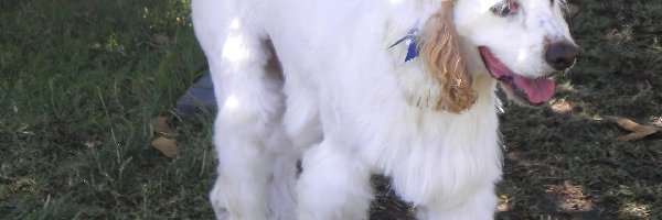 Clumber spaniel