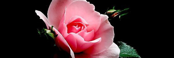 Liście, Róża, Kwiat