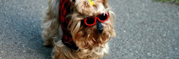 Okulary, Ubranko, Yorkshire Terrier