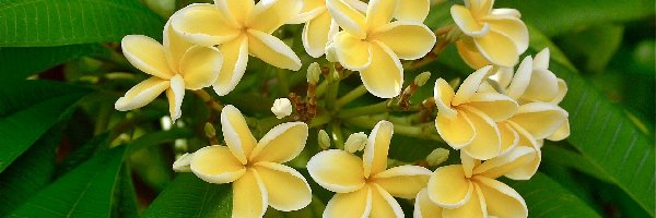 Plumeria, Żółta