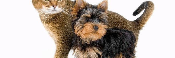 Yorkshire Terrier, Piesek, Kotek