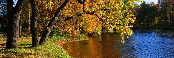 Kaczki, Jesień, Park, Rzeka