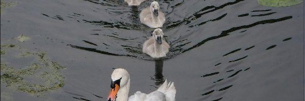 Łabędzie