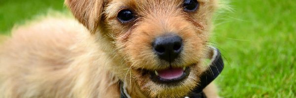 Norfolk terrier, Obroża, Czarna, Pies